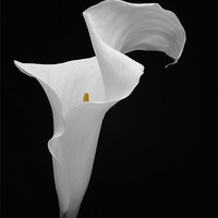 Buy canvas prints of ARUM LILY by Anthony R Dudley (LRPS)