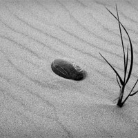 Buy canvas prints of SAND GRASS by Anthony R Dudley (LRPS)