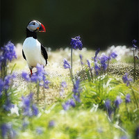Buy canvas prints of PUFFIN AND BLUEBELLS by Anthony R Dudley (LRPS)