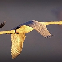 Buy canvas prints of FLIGHT OF THE SWANS by Anthony R Dudley (LRPS)