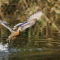 Buy canvas prints of FLIGHT OF THE MALLARD by Anthony R Dudley (LRPS)