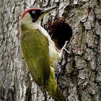 Buy canvas prints of GREEN WOODPECKER by Anthony R Dudley (LRPS)