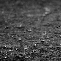 Buy canvas prints of AVOCET IN THE RAIN by Anthony R Dudley (LRPS)