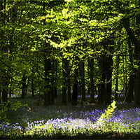 Buy canvas prints of SPRING IN THE BEECH WOODS by Anthony R Dudley (LRPS)