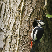 Buy canvas prints of GREAT SPOTTED WOODPECKER by Anthony R Dudley (LRPS)
