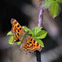 Buy canvas prints of COMMA BUTTERFLY by Anthony R Dudley (LRPS)