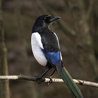 Buy canvas prints of MAGPIE by Anthony R Dudley (LRPS)