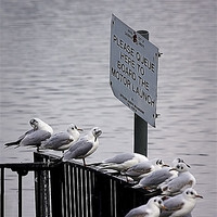 Buy canvas prints of GULL QUEUE by Anthony R Dudley (LRPS)