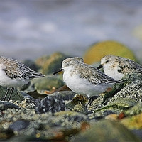 Buy canvas prints of SANDERLING by Anthony R Dudley (LRPS)