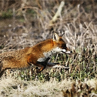 Buy canvas prints of THE RUNNING FOX by Anthony R Dudley (LRPS)