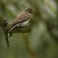 Buy canvas prints of SPOTTED FLYCATCHER by Anthony R Dudley (LRPS)