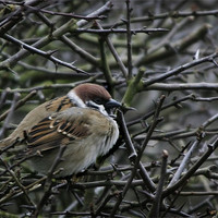 Buy canvas prints of TREE SPARROW by Anthony R Dudley (LRPS)