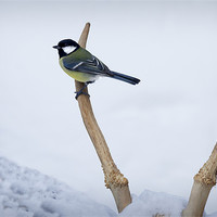 Buy canvas prints of GREAT TIT AND ANTLERS by Anthony R Dudley (LRPS)