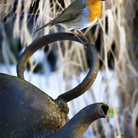 Buy canvas prints of ROBIN AND KETTLE by Anthony R Dudley (LRPS)