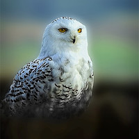 Buy canvas prints of SNOWY OWL by Anthony R Dudley (LRPS)