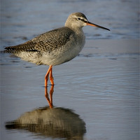 Buy canvas prints of SPOTTED REDSHANK by Anthony R Dudley (LRPS)