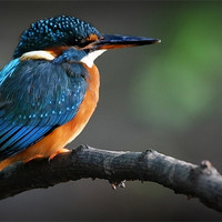 Buy canvas prints of KINGFISHER by Anthony R Dudley (LRPS)