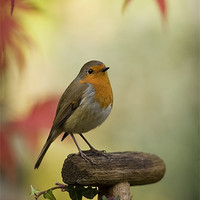 Buy canvas prints of ROBIN AND ACER by Anthony R Dudley (LRPS)