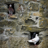 Buy canvas prints of PIGEON HOLES by Anthony R Dudley (LRPS)
