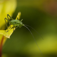 Buy canvas prints of SPECKLED BUSH CRICKET by Anthony R Dudley (LRPS)