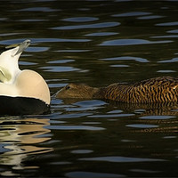 Buy canvas prints of COMMON EIDER DISPLAY by Anthony R Dudley (LRPS)