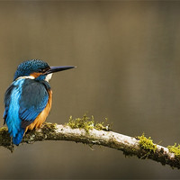 Buy canvas prints of KINGFISHER #4 by Anthony R Dudley (LRPS)