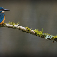 Buy canvas prints of KINGFISHER #5 by Anthony R Dudley (LRPS)