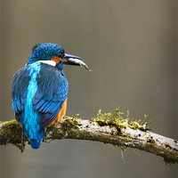 Buy canvas prints of KINGFISHER #6 by Anthony R Dudley (LRPS)