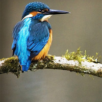 Buy canvas prints of KINGFISHER #7 by Anthony R Dudley (LRPS)