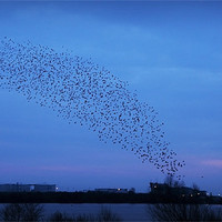 Buy canvas prints of A MURMURATION OVER CARDIFF by Anthony R Dudley (LRPS)
