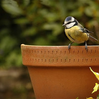 Buy canvas prints of BLUE TIT ON OLD POT by Anthony R Dudley (LRPS)