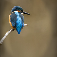 Buy canvas prints of KINGFISHER #8 by Anthony R Dudley (LRPS)