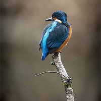 Buy canvas prints of KINGFISHER#9 by Anthony R Dudley (LRPS)
