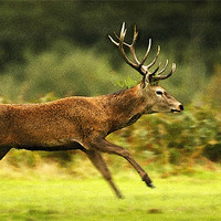 Buy canvas prints of RUNNING DEER by Anthony R Dudley (LRPS)