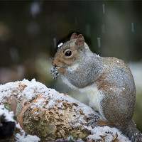 Buy canvas prints of GREY SQUIRREL by Anthony R Dudley (LRPS)