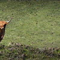 Buy canvas prints of HIGHLAND CATTLE by Anthony R Dudley (LRPS)