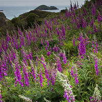 Buy canvas prints of FOXGLOVES by Anthony R Dudley (LRPS)