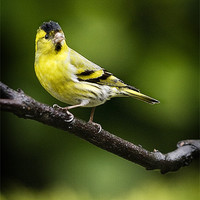 Buy canvas prints of SISKIN #3 by Anthony R Dudley (LRPS)