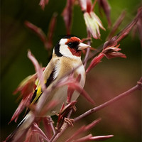 Buy canvas prints of GOLDFINCH AND ACER by Anthony R Dudley (LRPS)