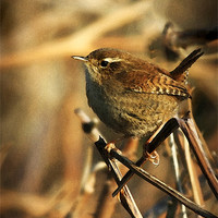 Buy canvas prints of WREN by Anthony R Dudley (LRPS)