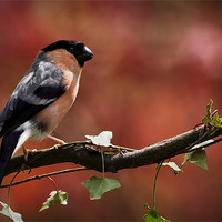 Buy canvas prints of BULLFINCH by Anthony R Dudley (LRPS)