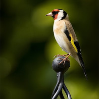Buy canvas prints of GOLDFINCH #2 by Anthony R Dudley (LRPS)