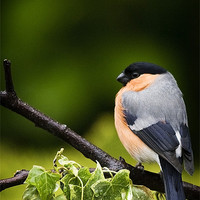 Buy canvas prints of BULLFINCH #1 by Anthony R Dudley (LRPS)