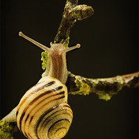 Buy canvas prints of BANDED SNAIL by Anthony R Dudley (LRPS)