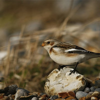 Buy canvas prints of SNOW BUNTING #1 by Anthony R Dudley (LRPS)