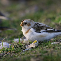 Buy canvas prints of SNOW BUNTING #2 by Anthony R Dudley (LRPS)
