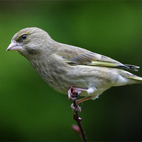 Buy canvas prints of GREENFINCH by Anthony R Dudley (LRPS)