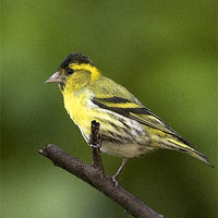 Buy canvas prints of SISKIN by Anthony R Dudley (LRPS)