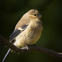 Buy canvas prints of YOUNG BULLFINCH by Anthony R Dudley (LRPS)