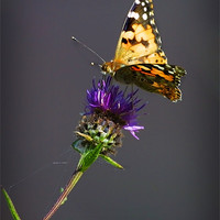 Buy canvas prints of PAINTED LADY by Anthony R Dudley (LRPS)